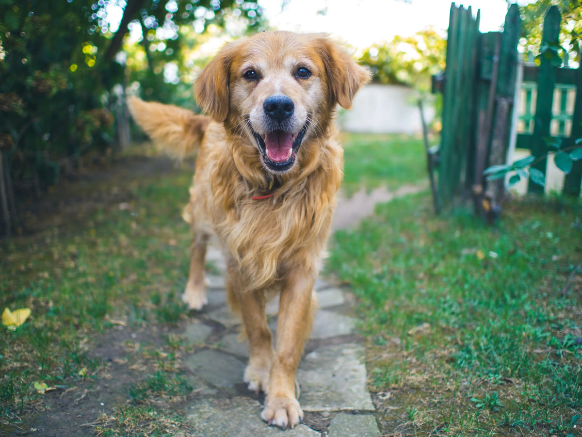Caring for Your Senior Dog: Tips for a Happy and Healthy Golden Age ...
