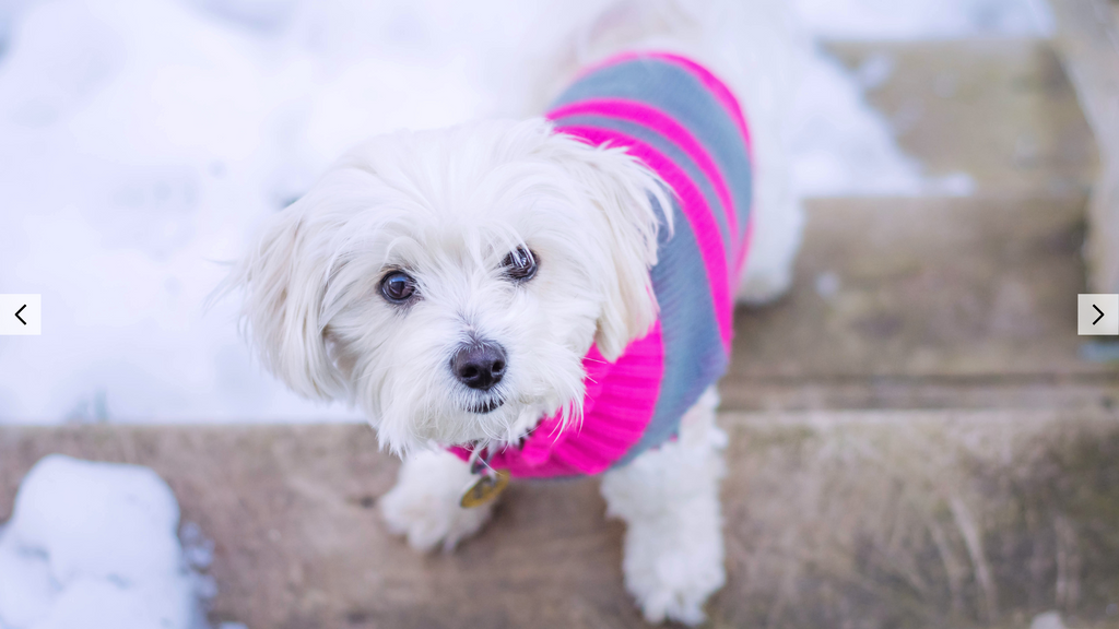 Keep Your Pup Safe & Warm This Winter!