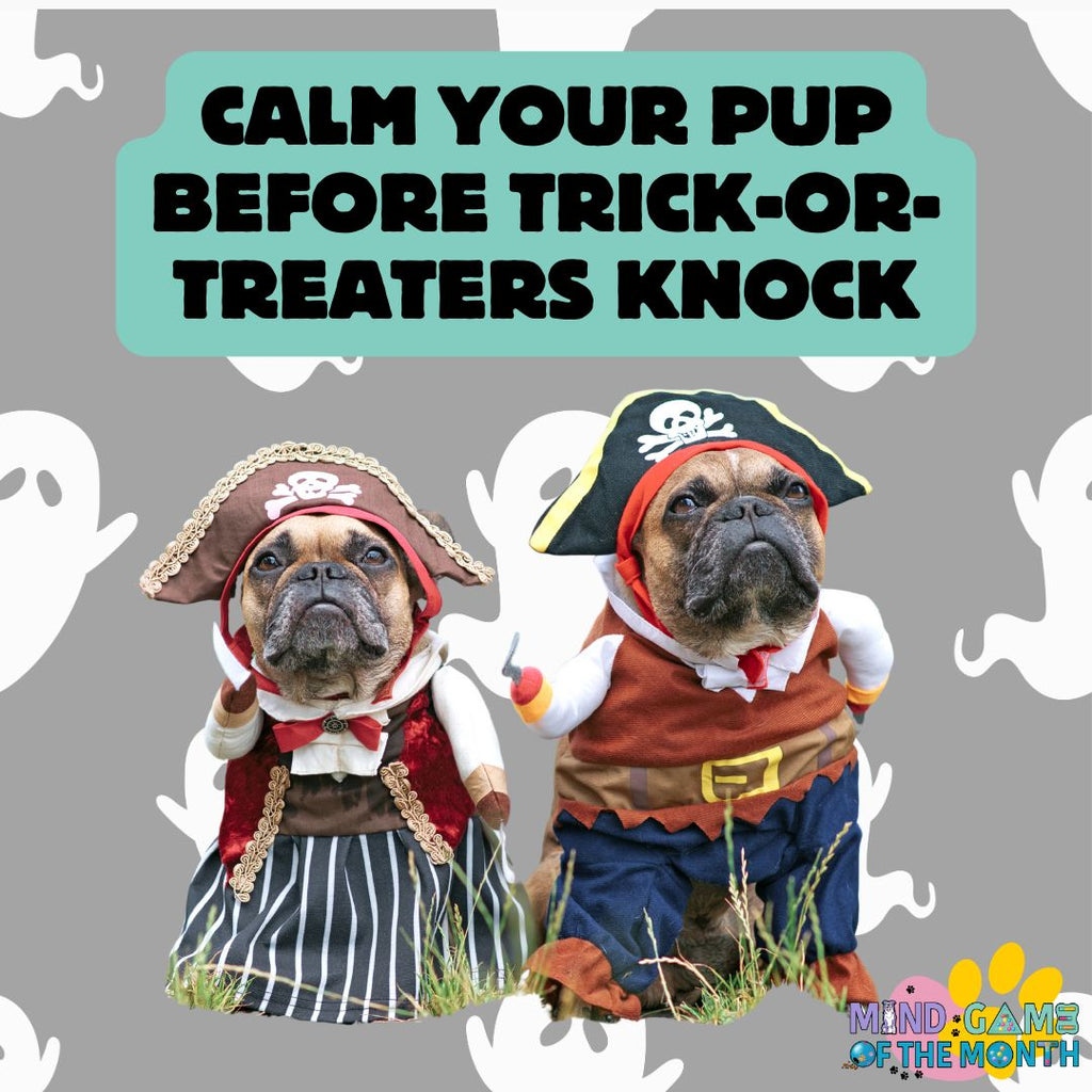 How to Keep Your Dog Calm and Tired Before Trick-or-Treaters Arrive This Halloween