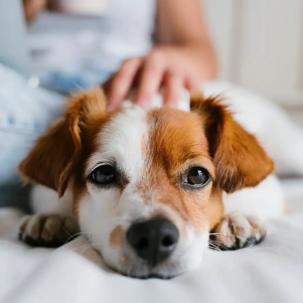 What does that paw mean?