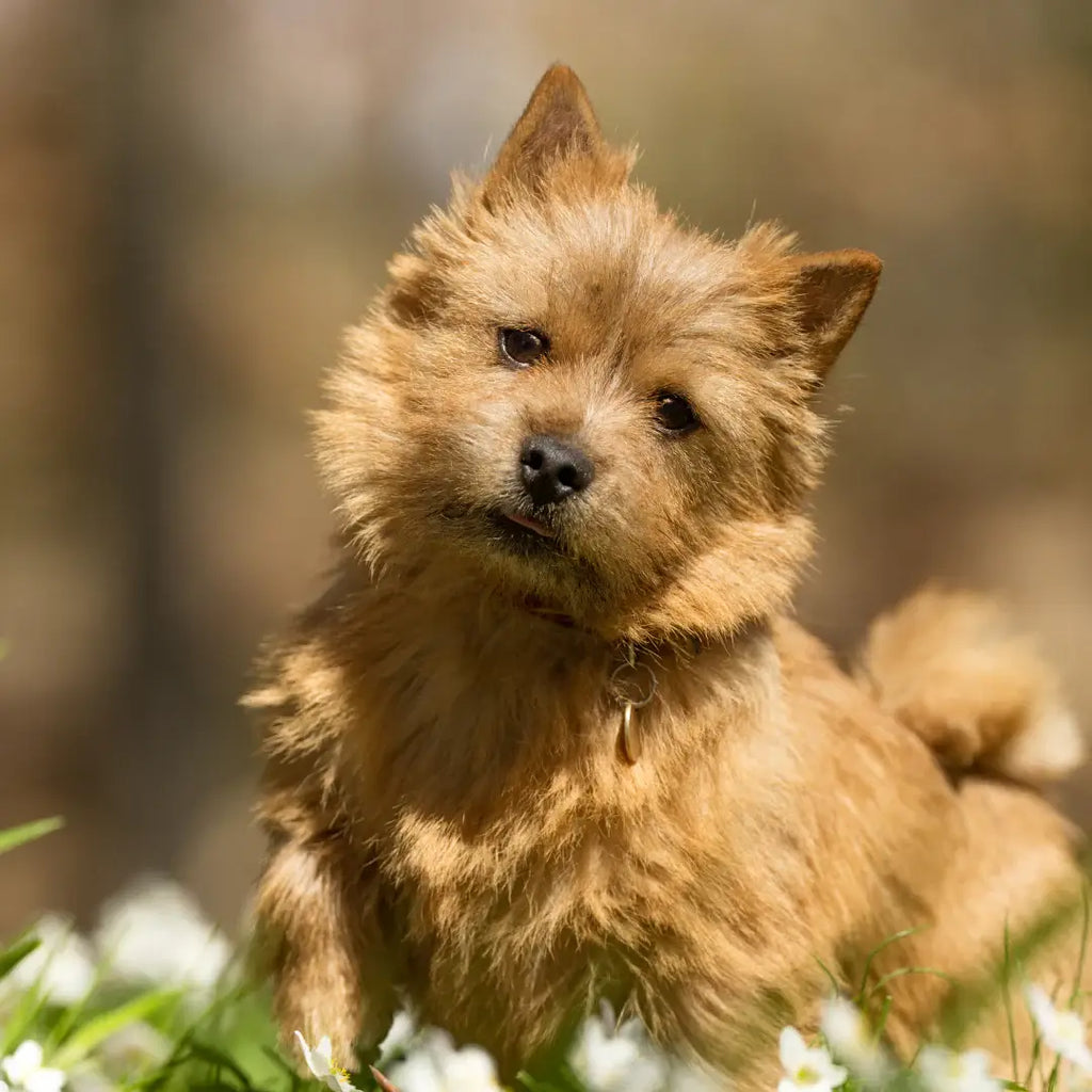 Spring Activities to do with Your Dog