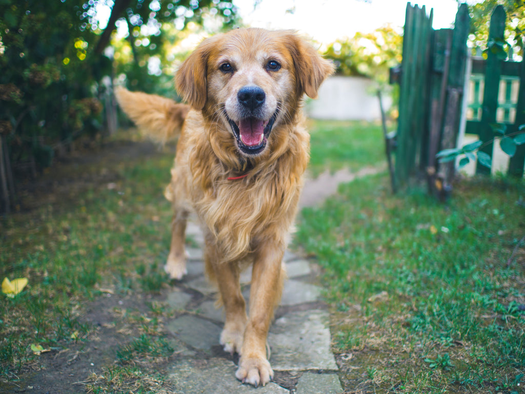 Caring for Your Senior Dog: Tips for a Happy and Healthy Golden Age