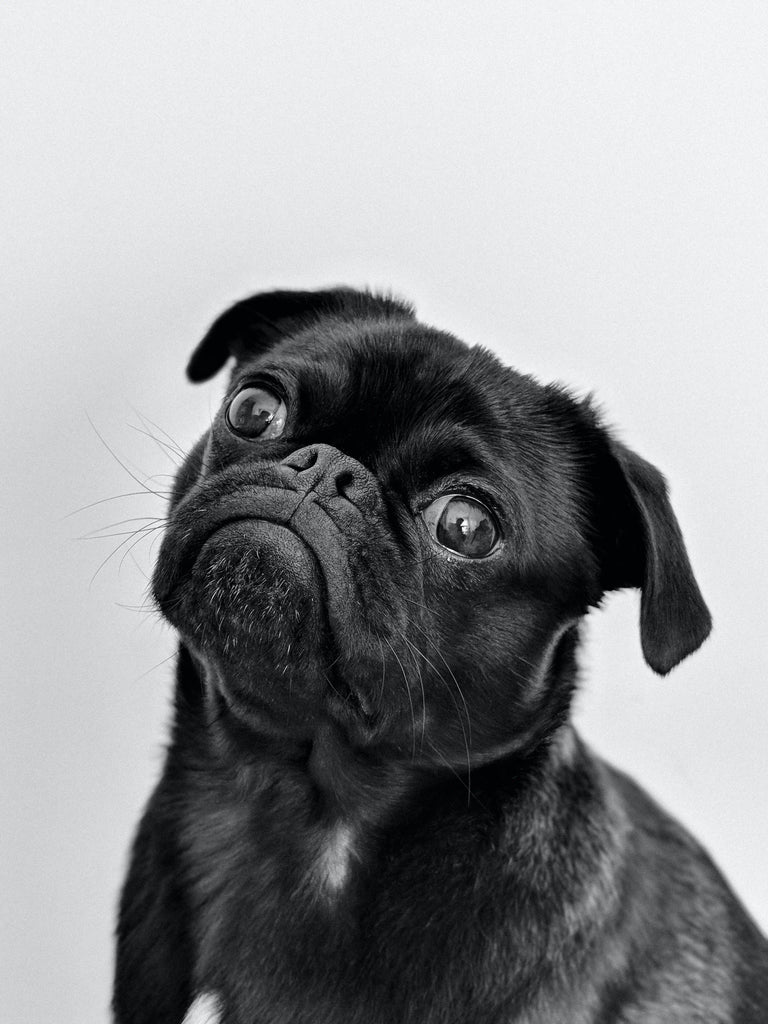 Decoding Your Dog's Personality
