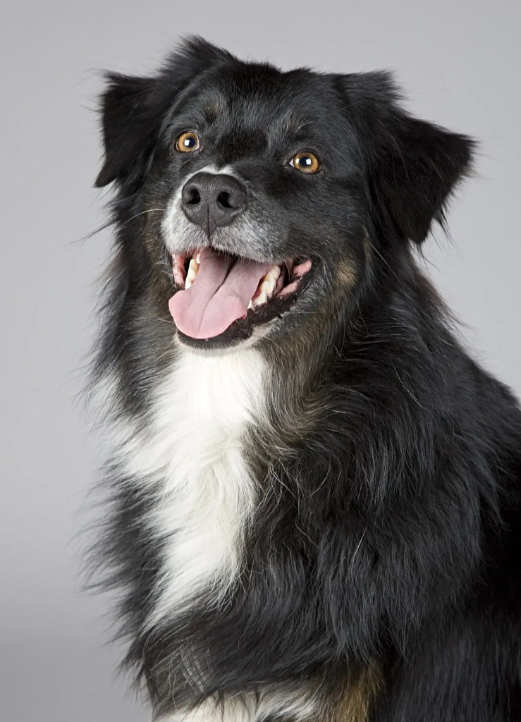 The Dog's Brain: A Deep Dive into the Mind of Man's Best Friend