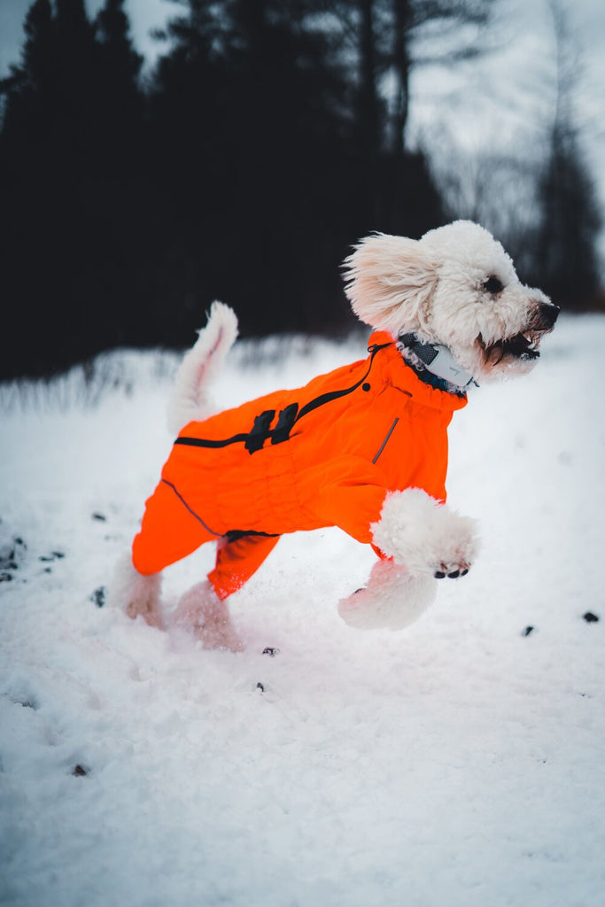 Keep Your Pup Busy & Happy This Winter!
