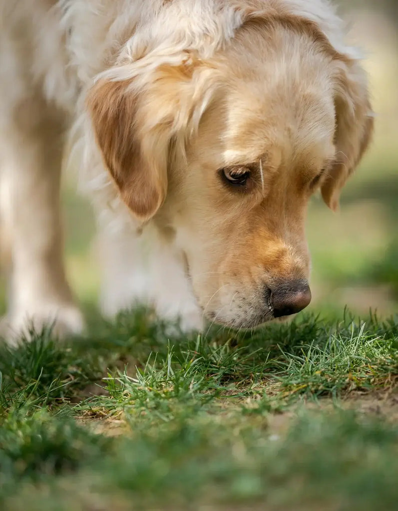 Why Does my Dog Sniff So Much?