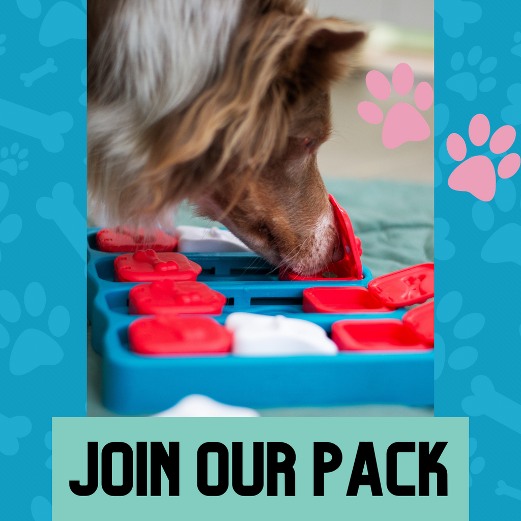 Dog subscription box with enrichment puzzle to keep your dog busy! 